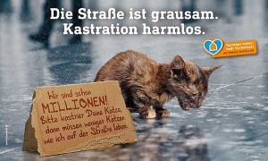 Spendenaufruf für die Kastration freilebender Katzen