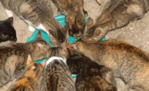 Spendenaufruf für die Kastration freilebender Katzen