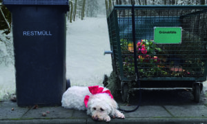 Tiere sind kein Weihnachtsgeschenk