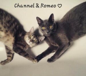 Channel & Romeo