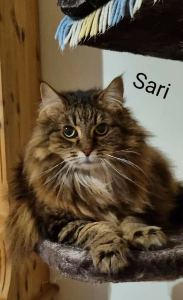Sari