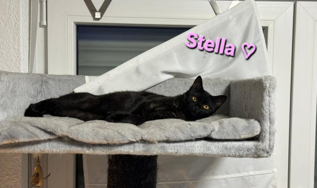 Stella