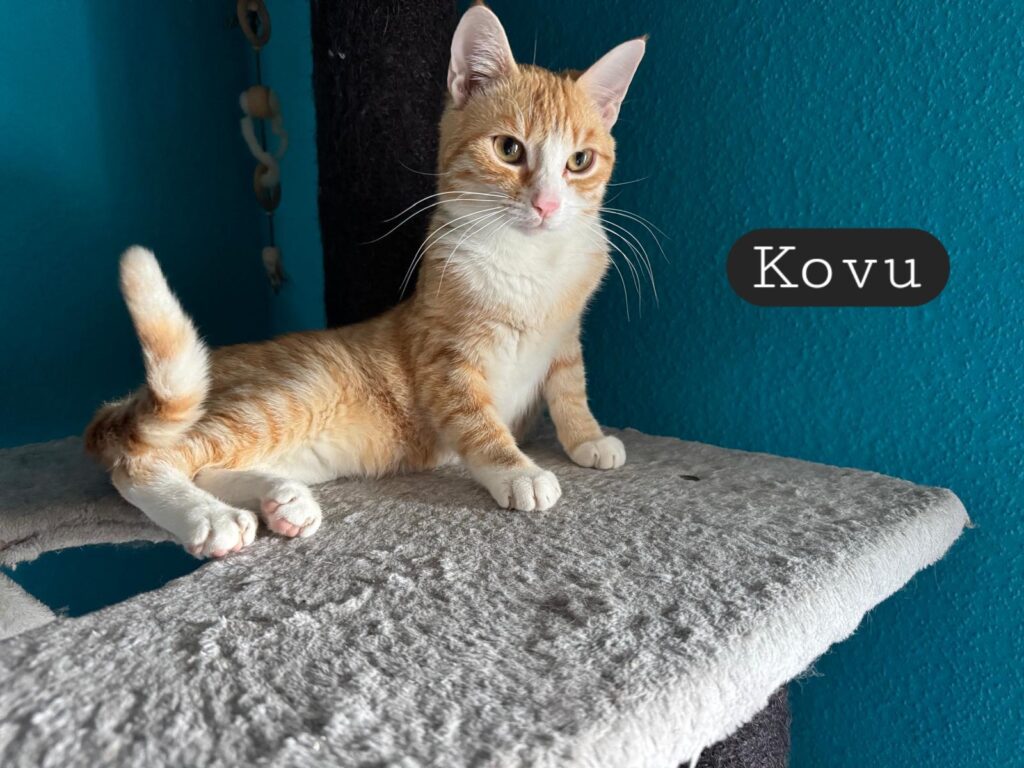 Kovu & Kiara
