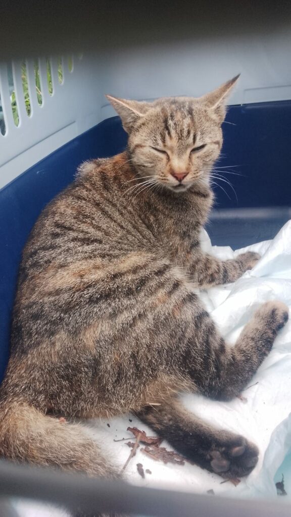 Schwer verletzte Fundkatze Bayreuth